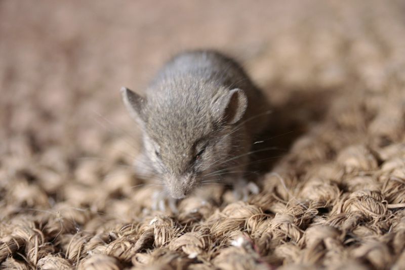 Piccolo di Rattus sp.